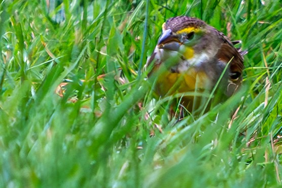 Dickcissel - ML624127923