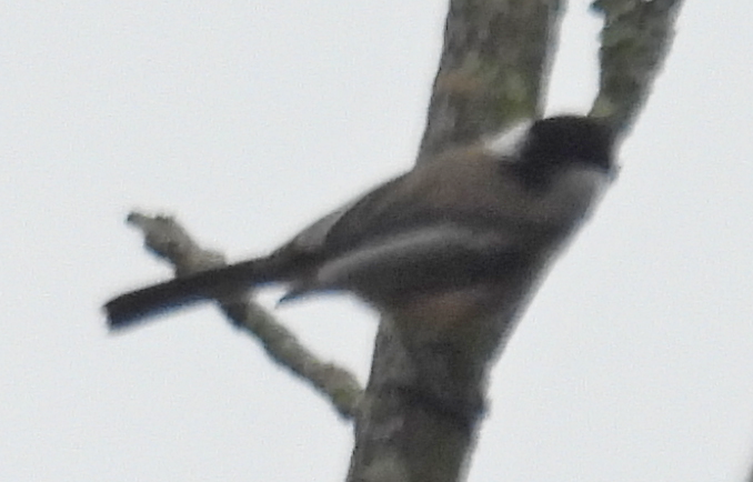 Carolina/Black-capped Chickadee - ML624127955