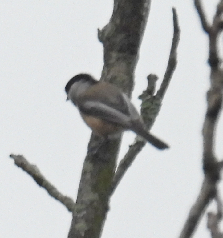 Carolina/Black-capped Chickadee - ML624127956