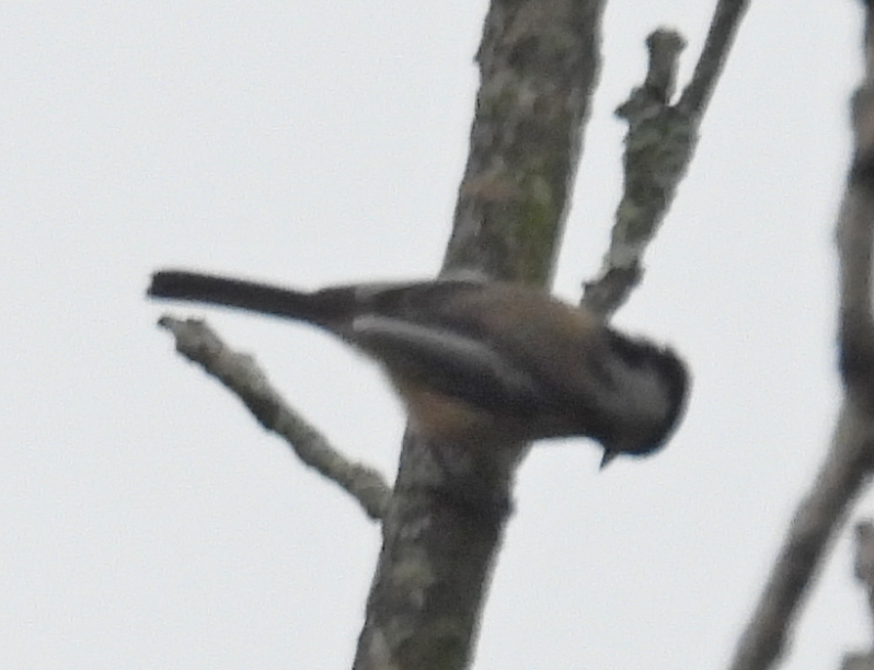 Carolina/Black-capped Chickadee - ML624127957