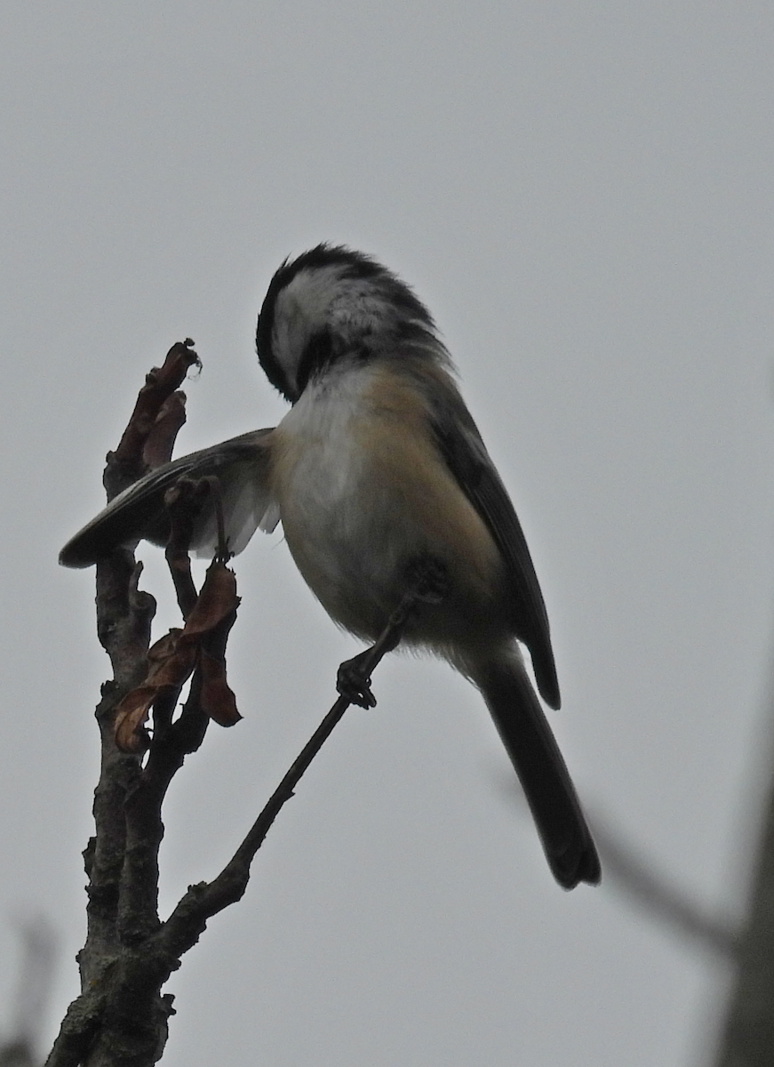 Carolina/Black-capped Chickadee - ML624127958