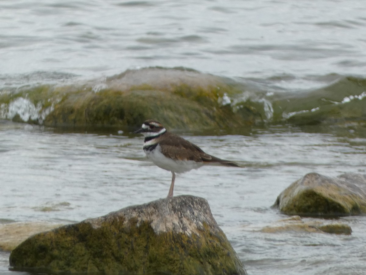 Killdeer - ML624127975