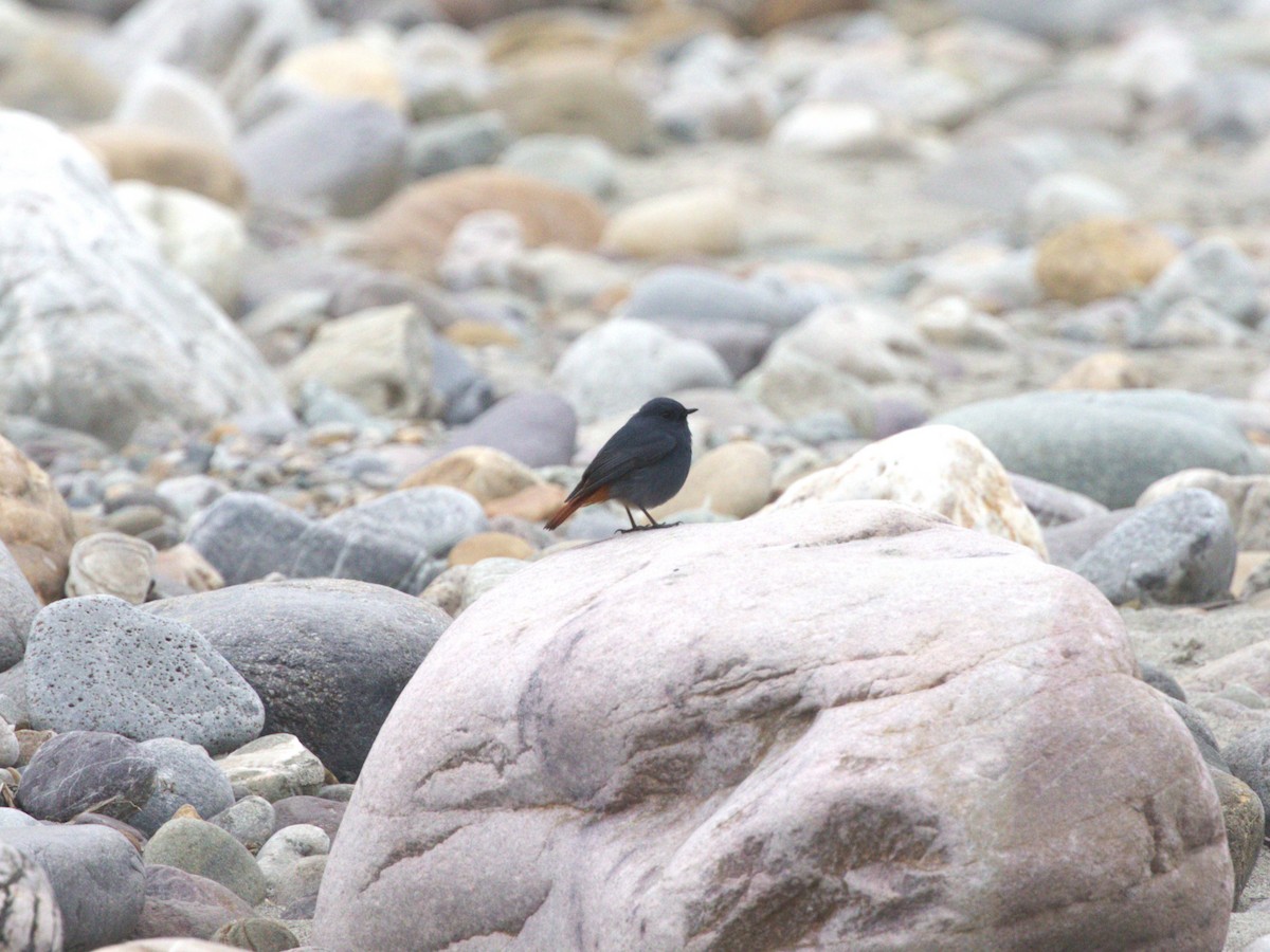 Plumbeous Redstart - Menachem Goldstein