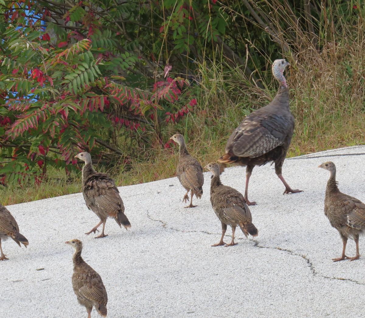 Wild Turkey - ML624127979