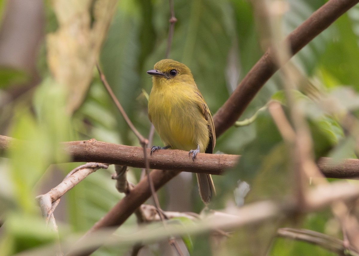 Olive-faced Flatbill - ML624127998