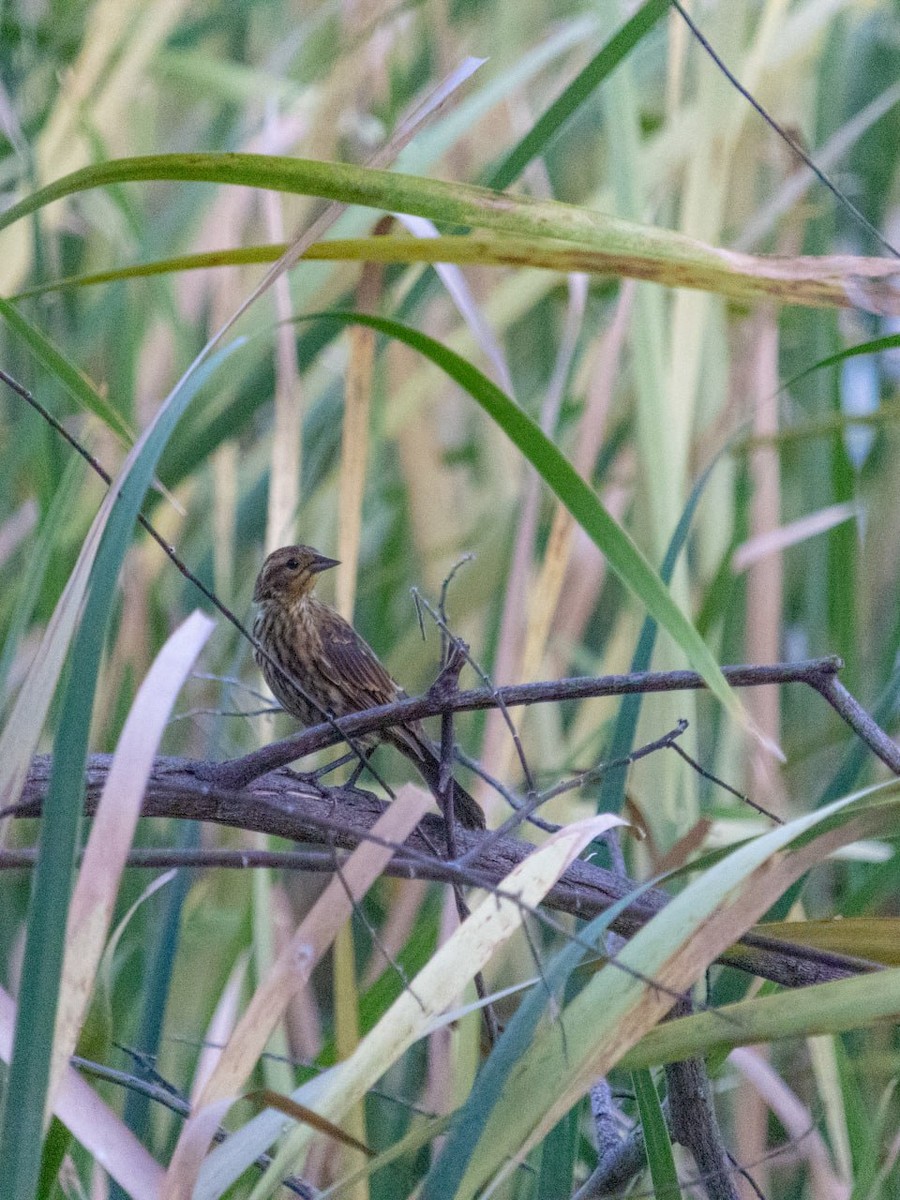 Red-winged Blackbird - ML624128000