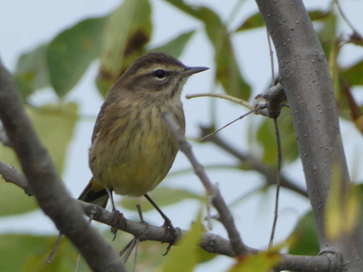 Palm Warbler - ML624128008