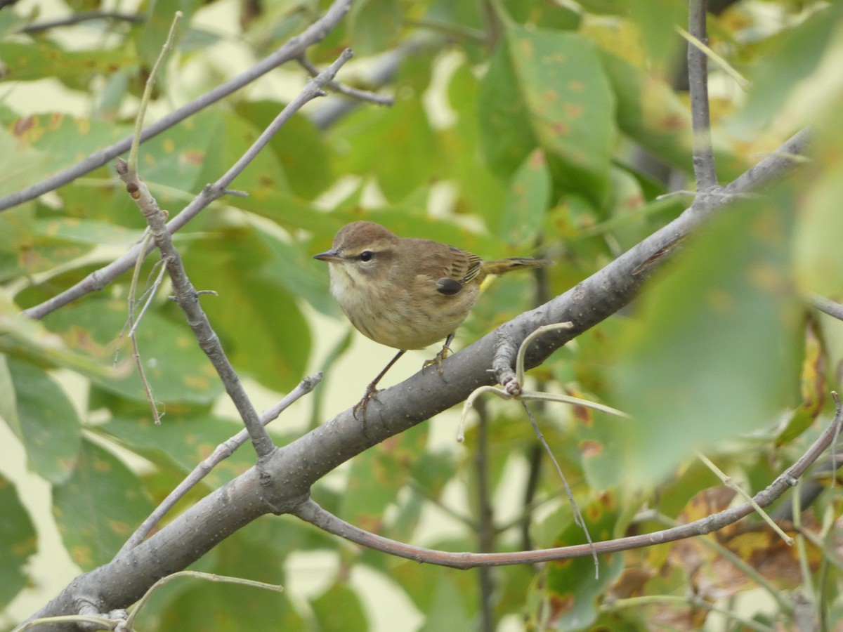 Palm Warbler - Paul Mackenzie