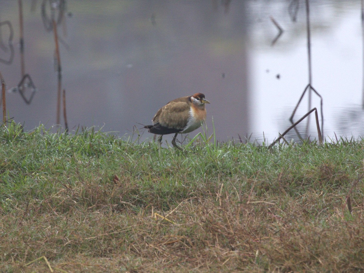 Bronze-winged Jacana - ML624128018