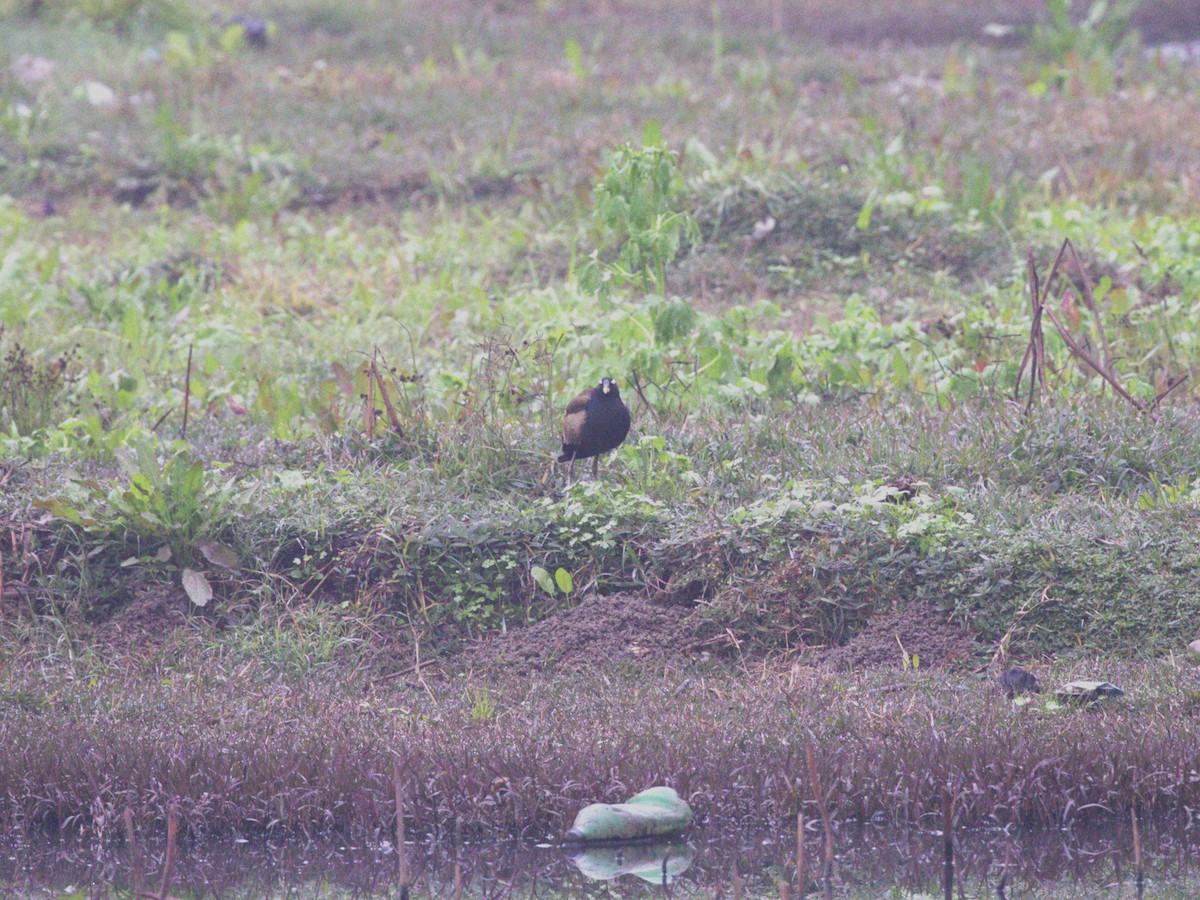 Bronze-winged Jacana - Menachem Goldstein