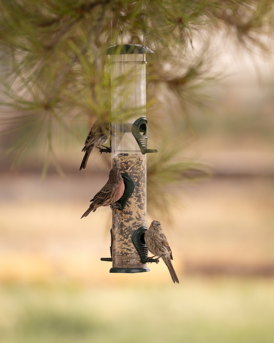 House Finch - ML624128070