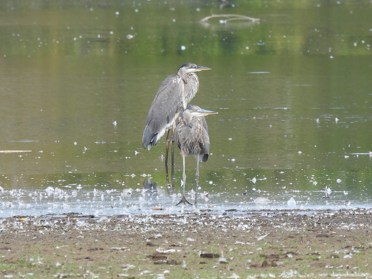 Great Blue Heron - ML624128093