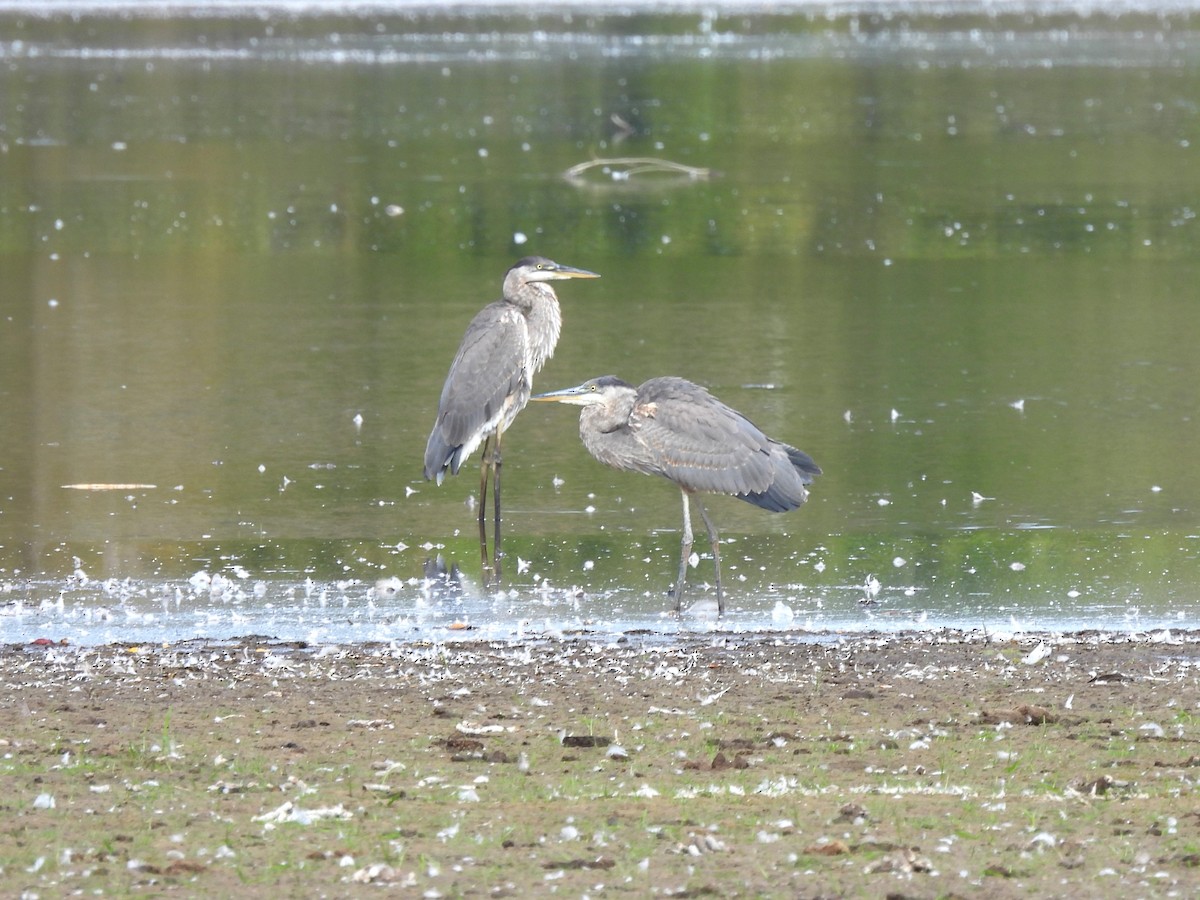 Great Blue Heron - ML624128094