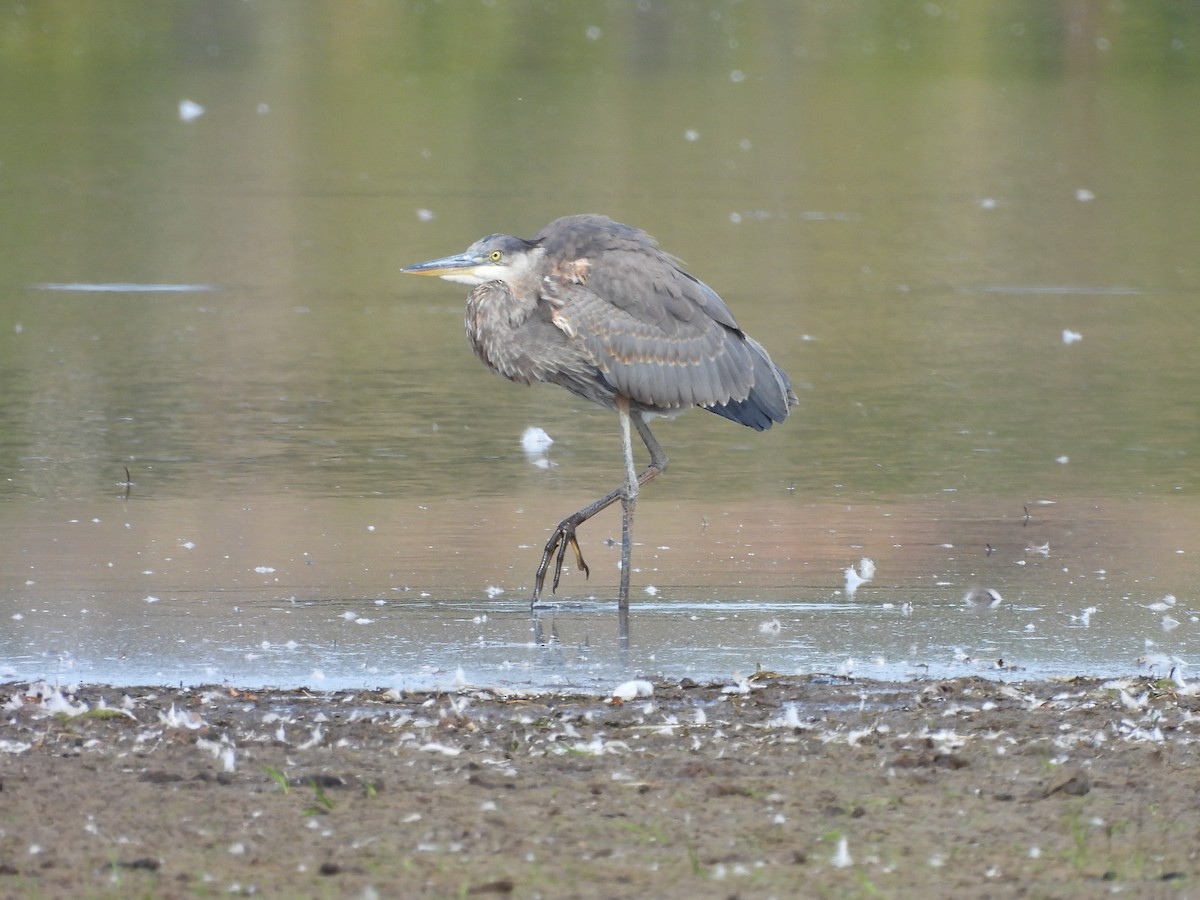 Great Blue Heron - ML624128095