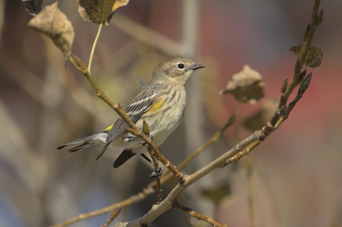 Yellow-rumped Warbler (Myrtle) - ML624128200