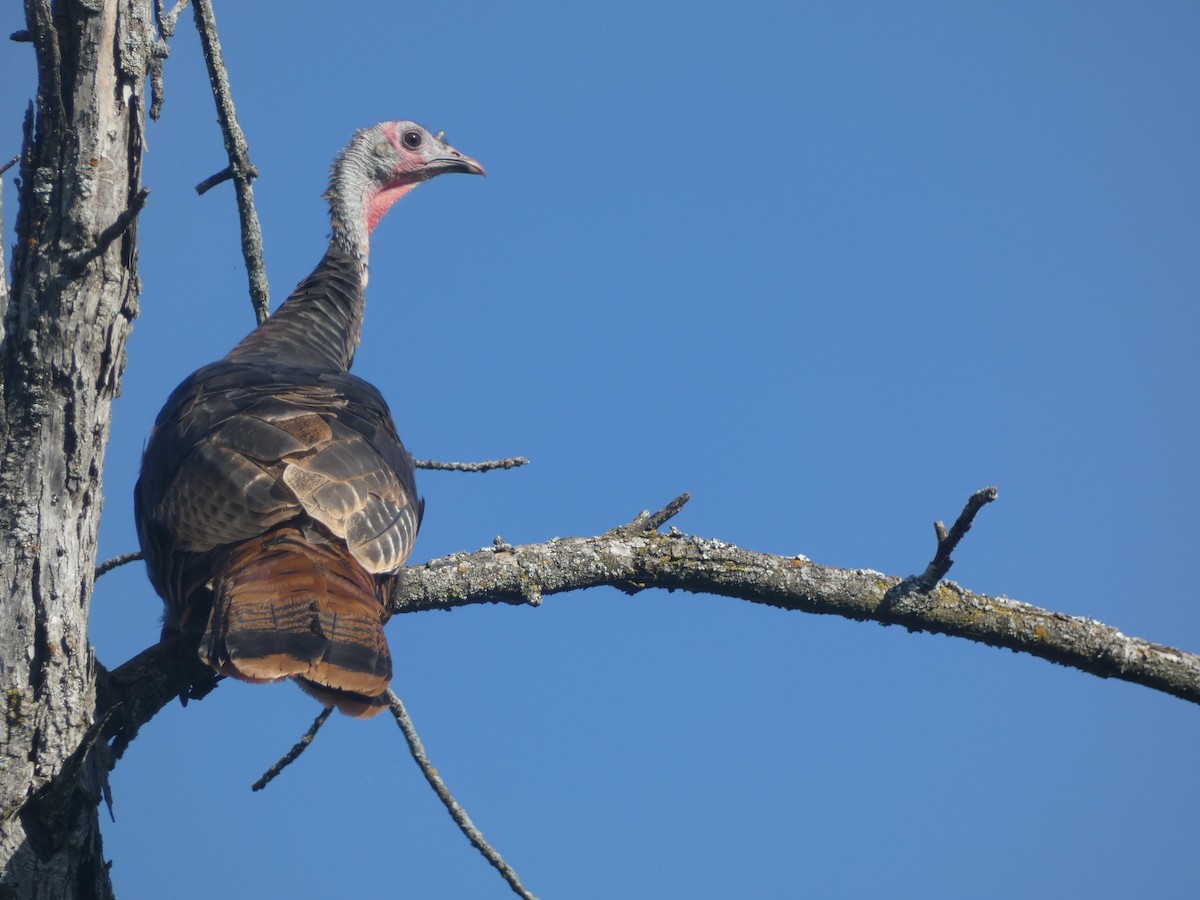 Wild Turkey - ML624128211