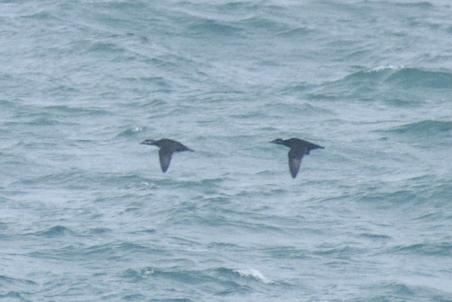 Surf Scoter - ML624128236