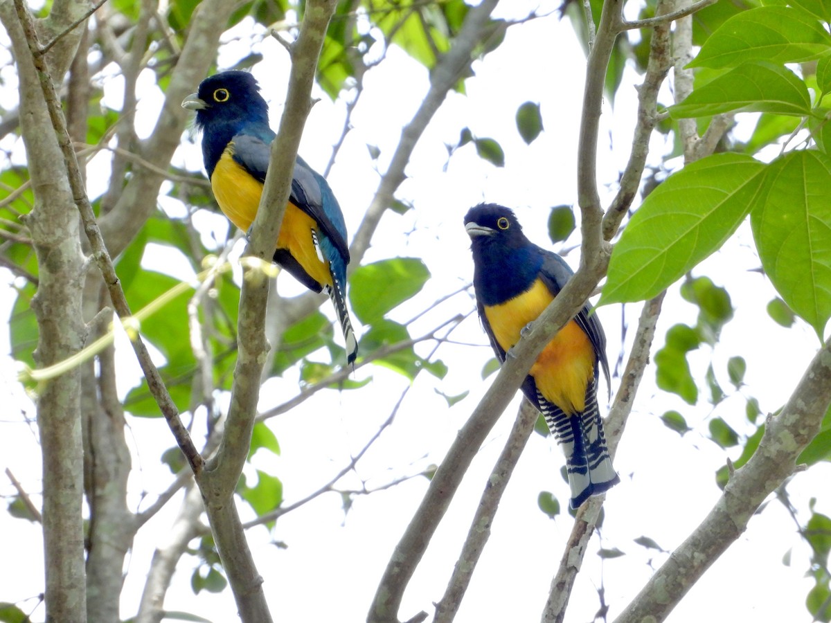 trogon podvazkový - ML624128241