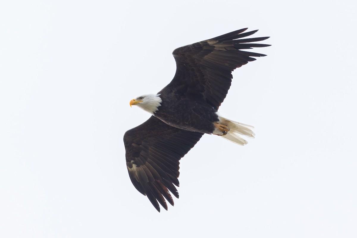 Bald Eagle - Elliott Ress