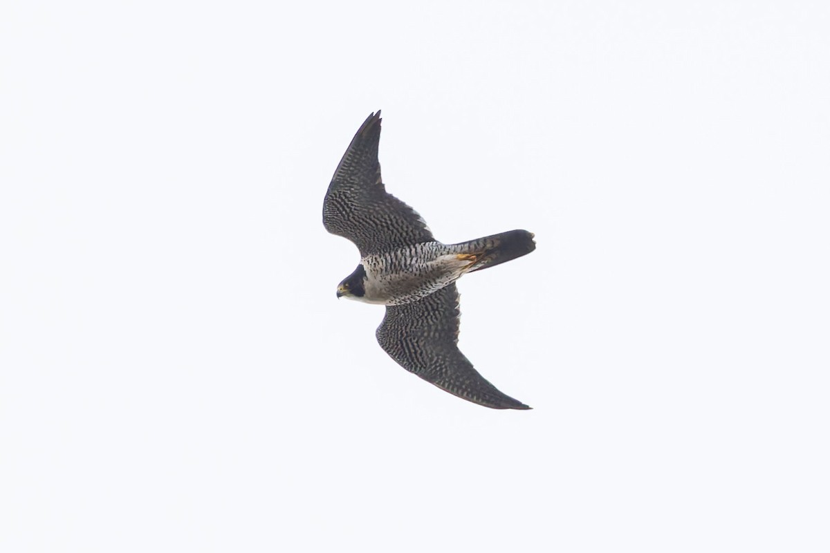 Peregrine Falcon - ML624128246