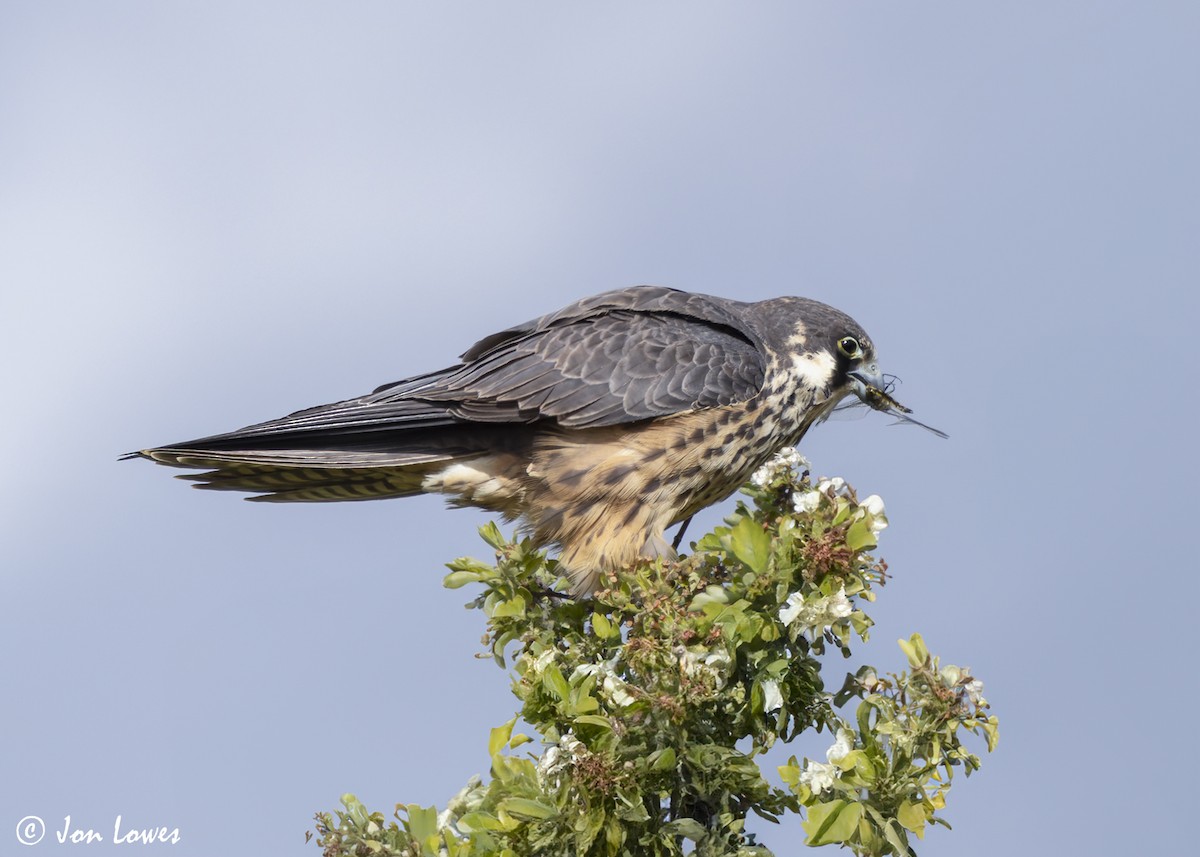 Eleonora's Falcon - ML624128268