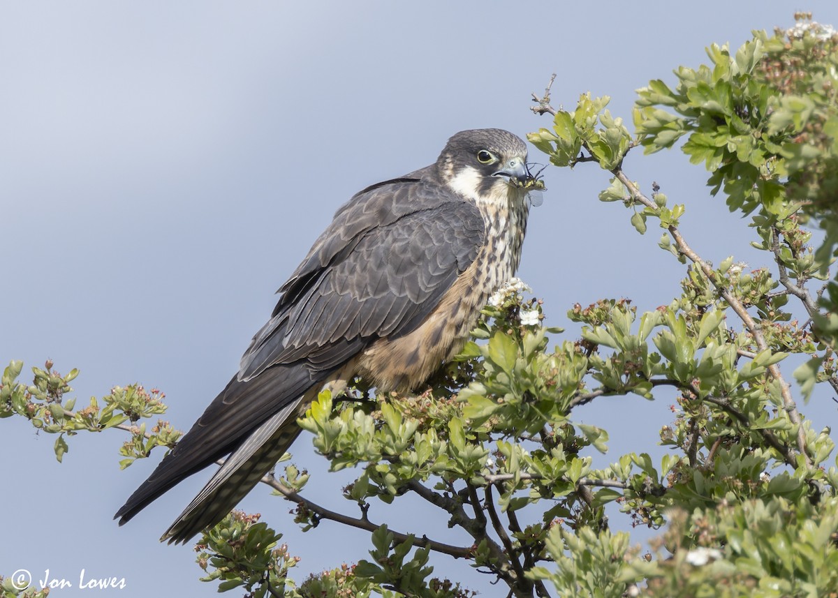 Eleonora's Falcon - ML624128272