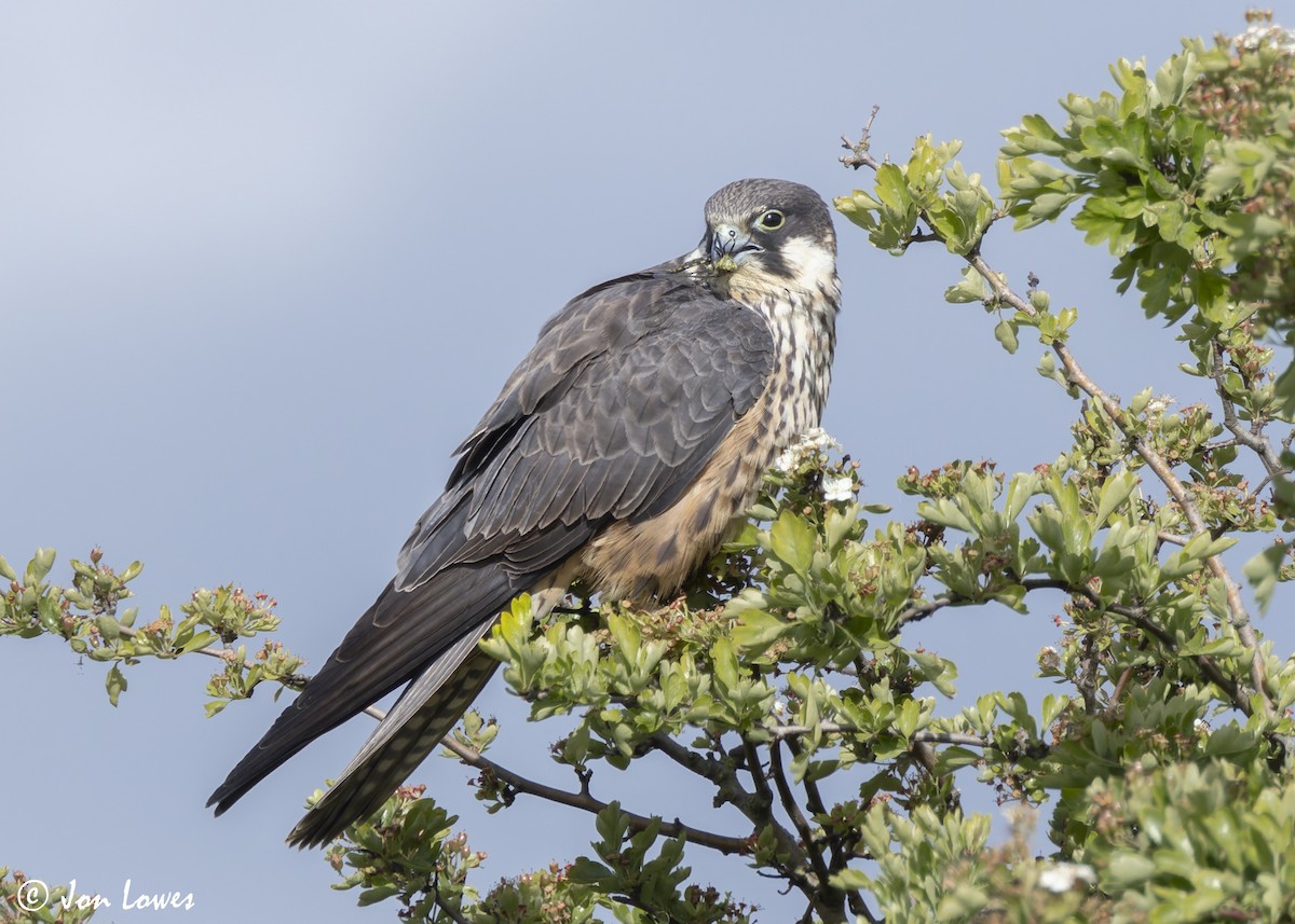 Eleonora's Falcon - ML624128276