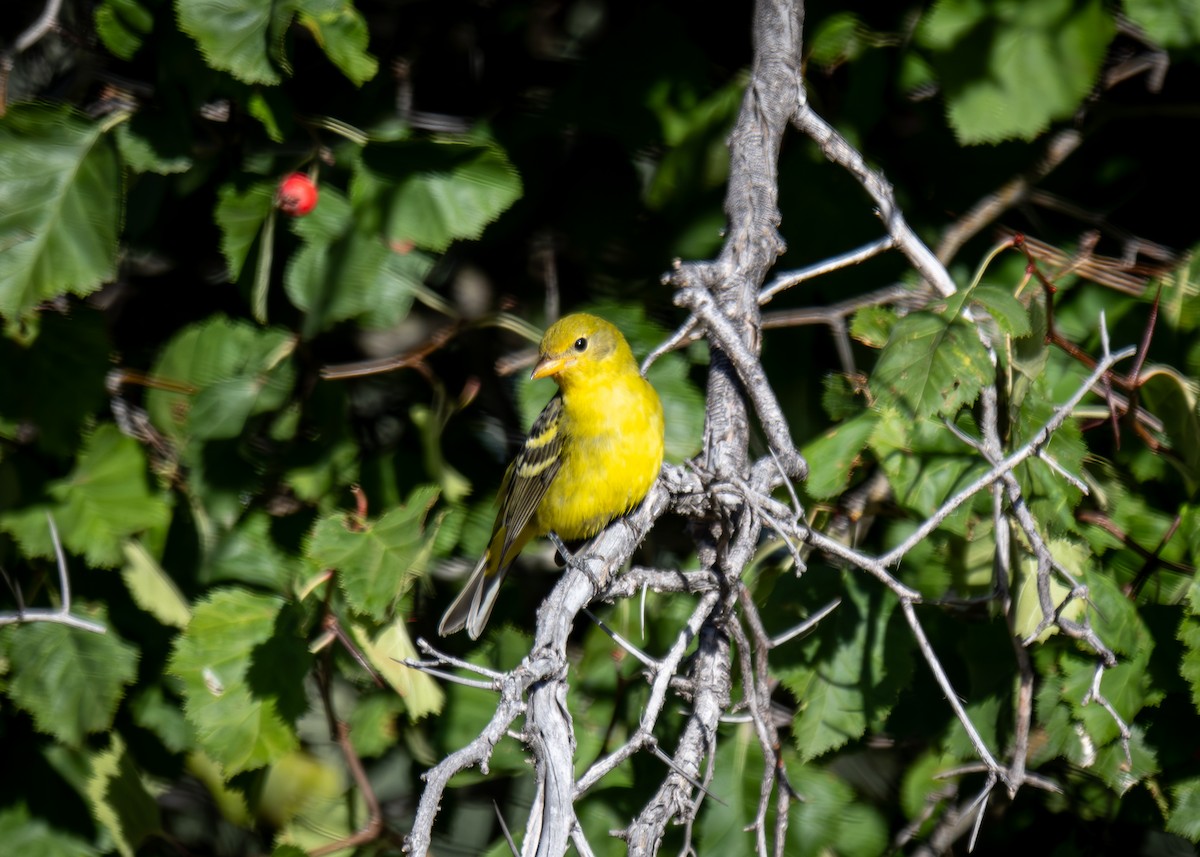 Western Tanager - Kirk Miller