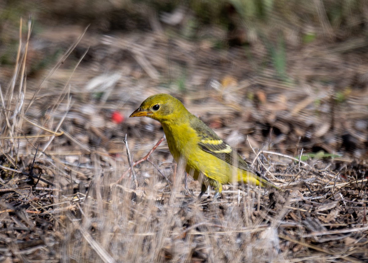 Western Tanager - Kirk Miller