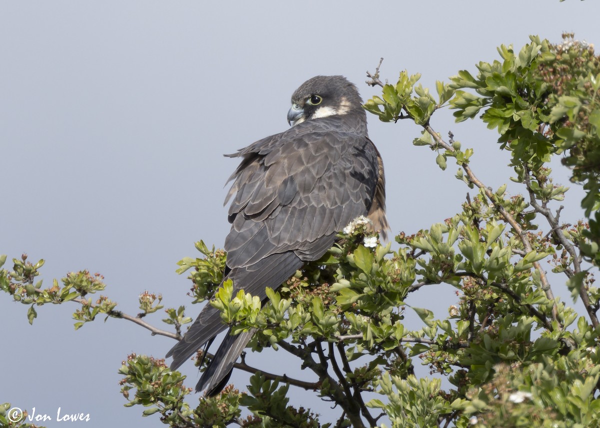 Eleonora's Falcon - ML624128285