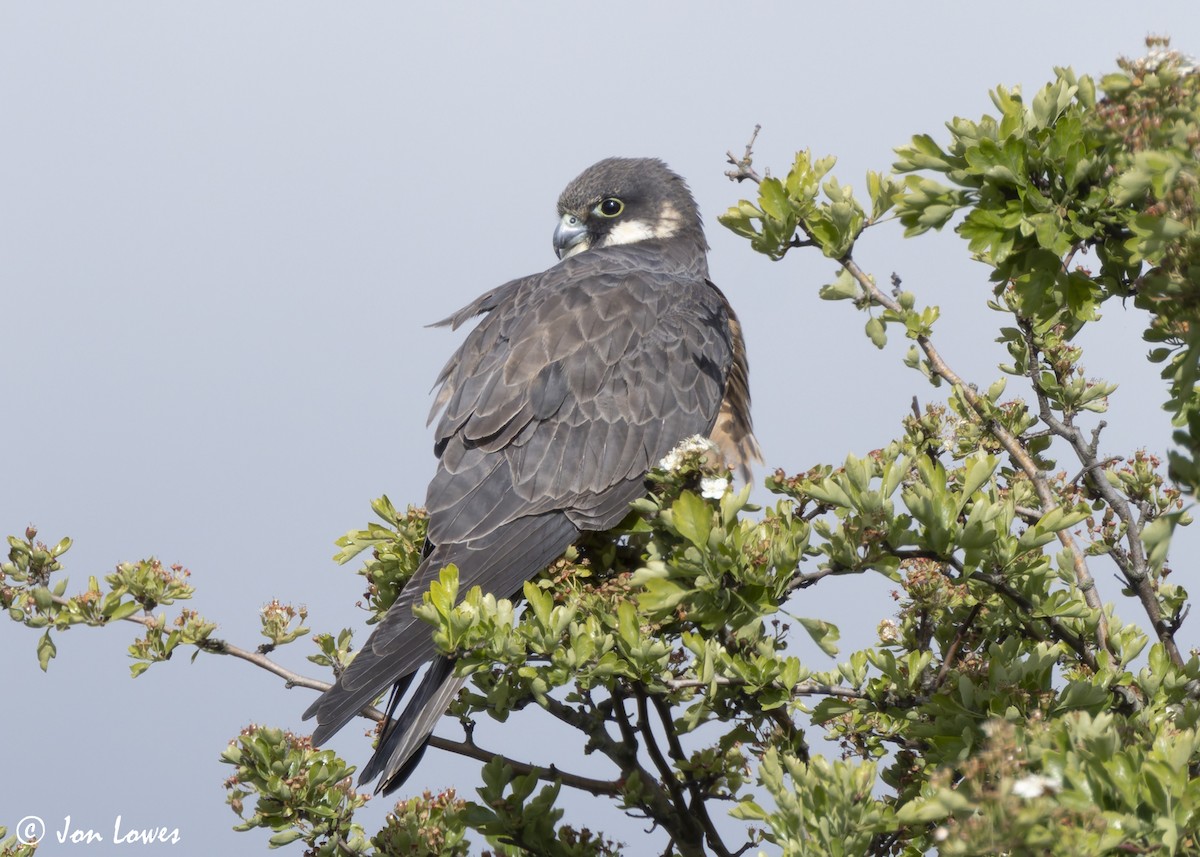 Eleonora's Falcon - ML624128286