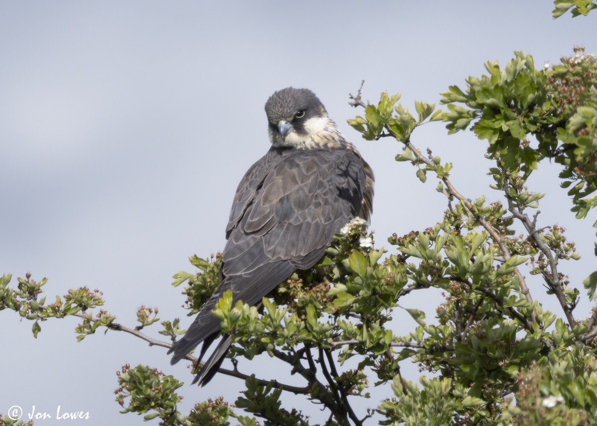 Eleonora's Falcon - ML624128287