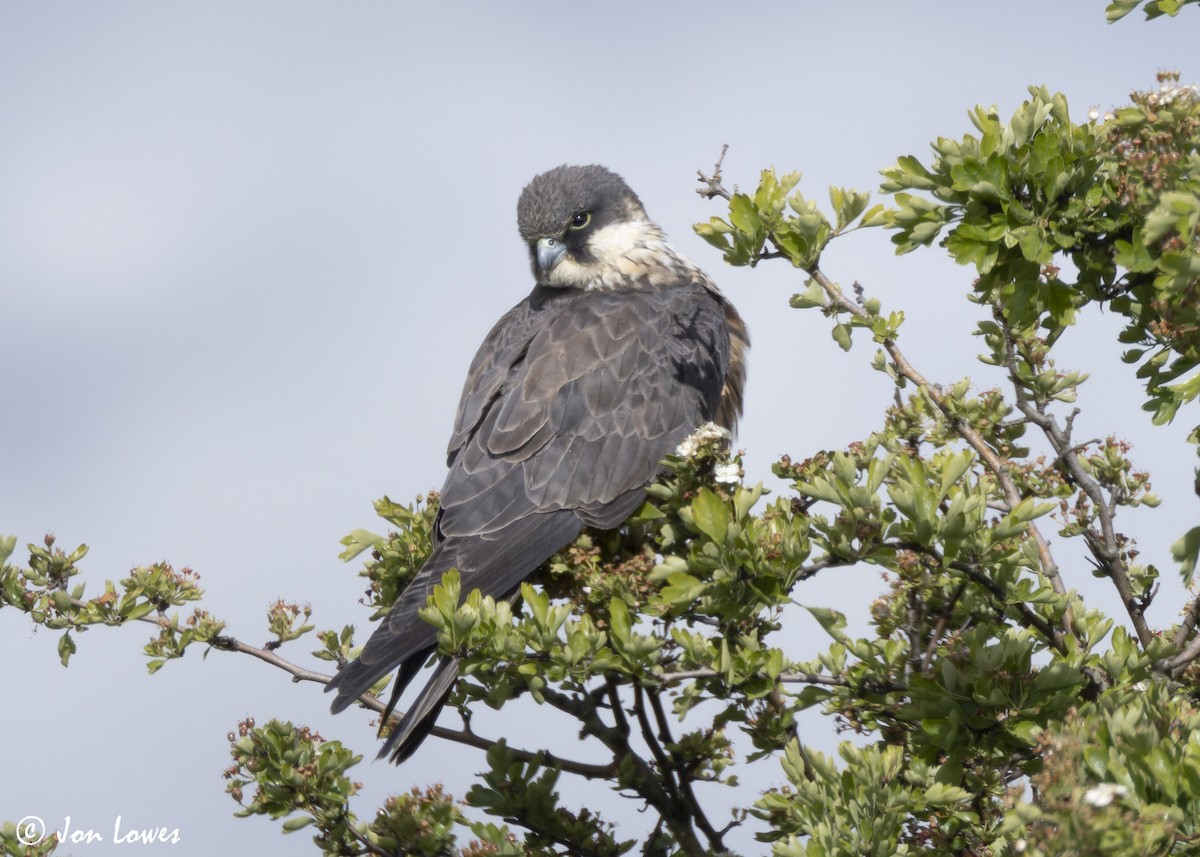 Eleonora's Falcon - ML624128288