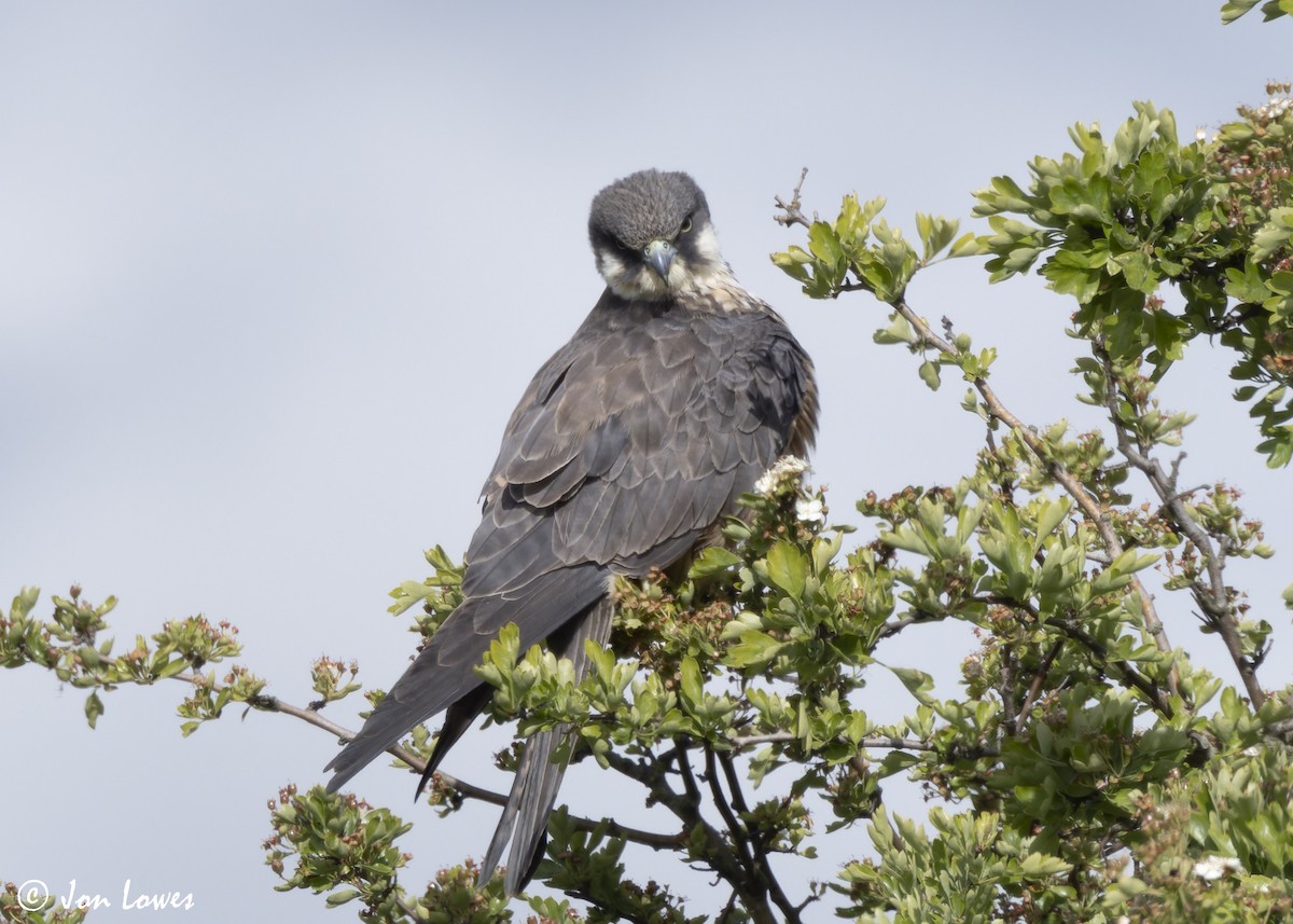 Eleonora's Falcon - ML624128289