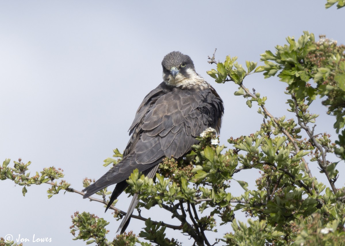 Eleonora's Falcon - ML624128290