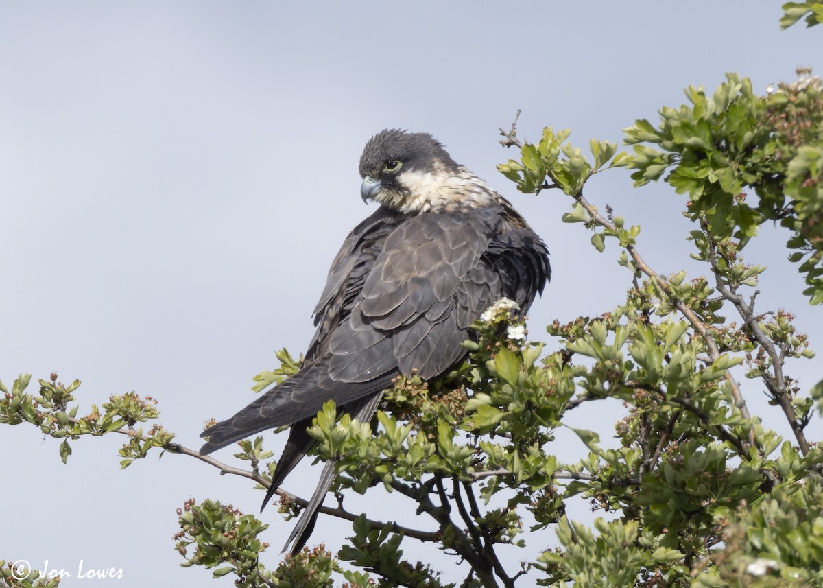 Eleonora's Falcon - ML624128291