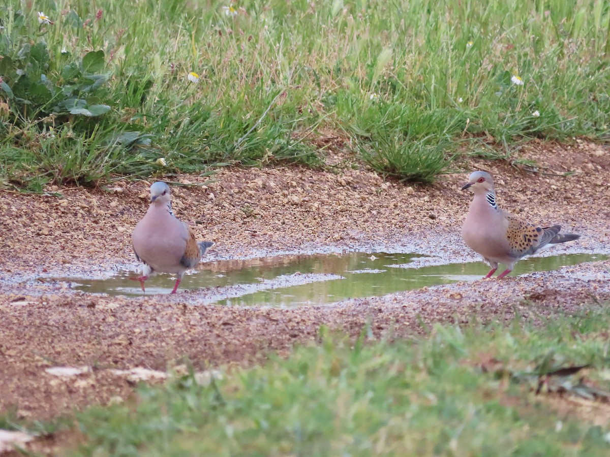 European Turtle-Dove - Ana Martín Conde