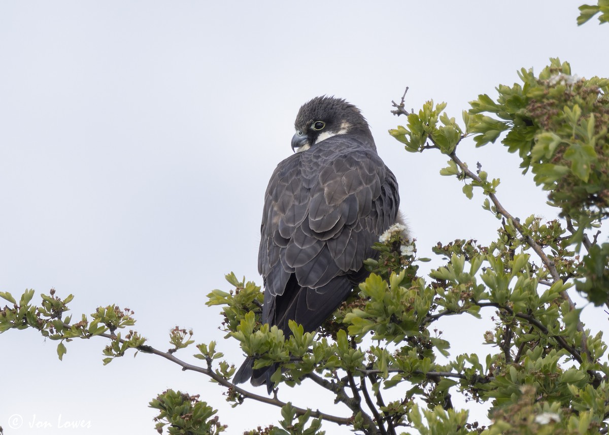 Eleonora's Falcon - ML624128298