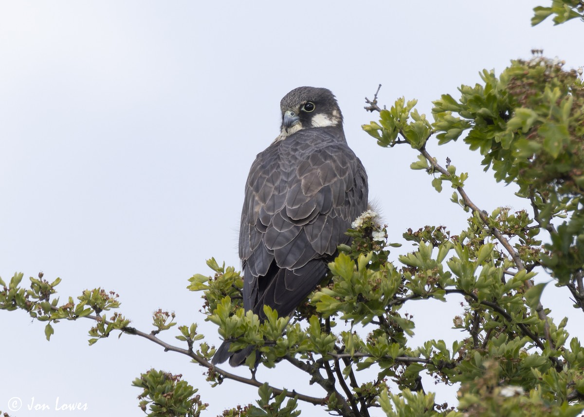 Eleonora's Falcon - ML624128299