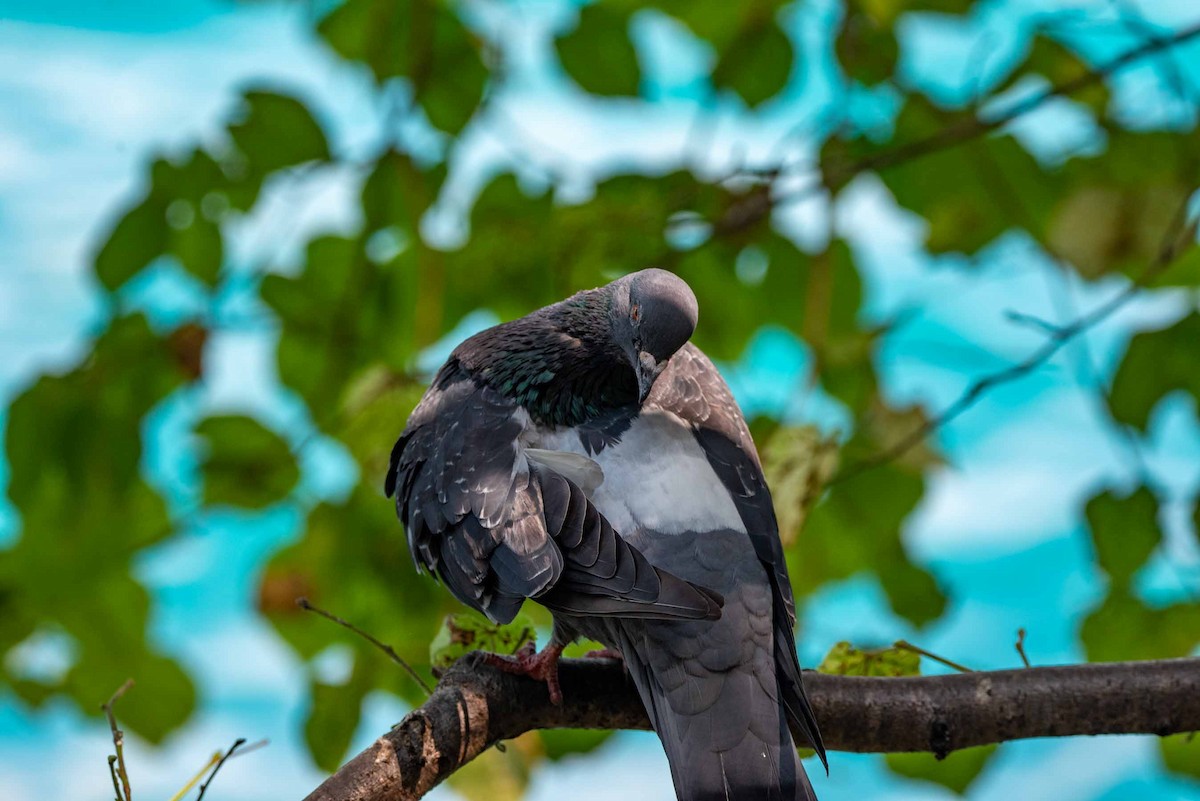 Rock Pigeon - ML624128330