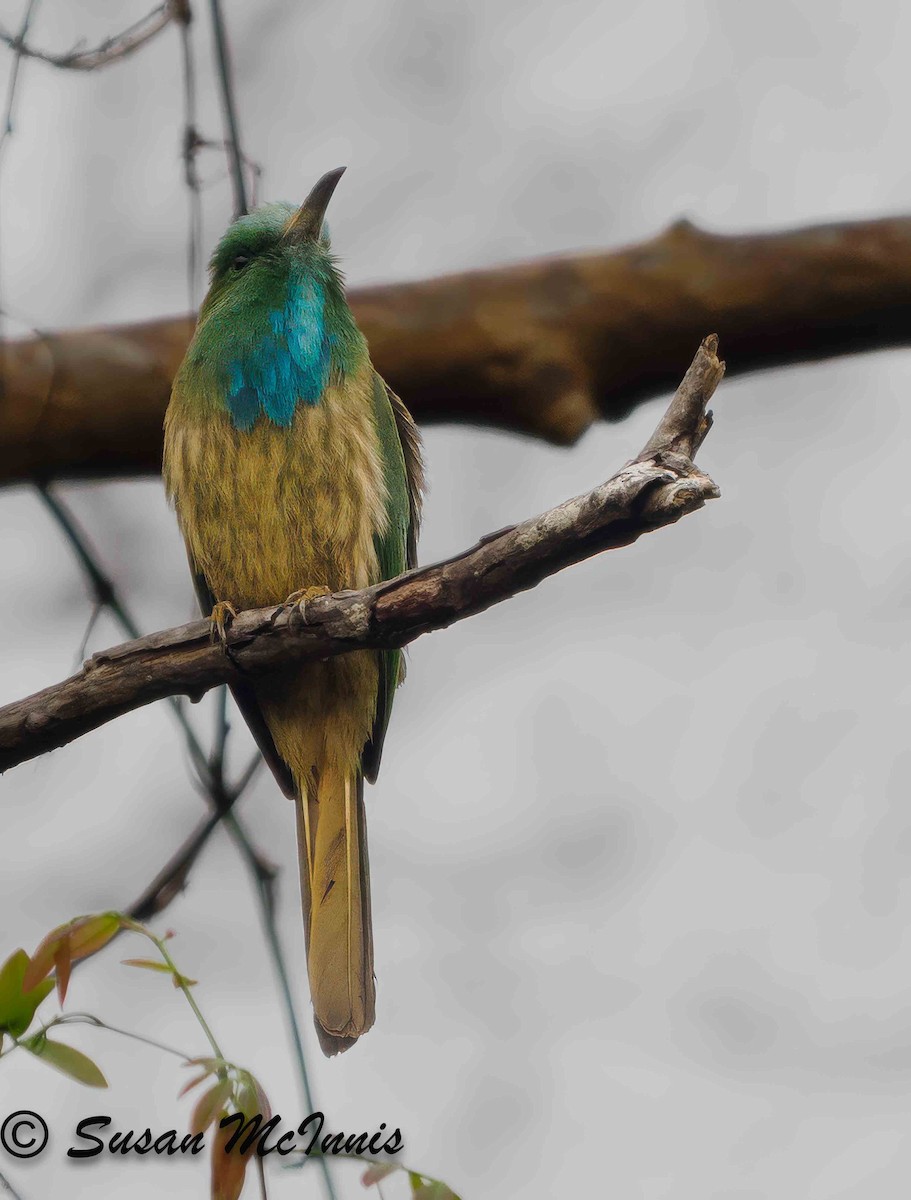 Blue-bearded Bee-eater - ML624128349