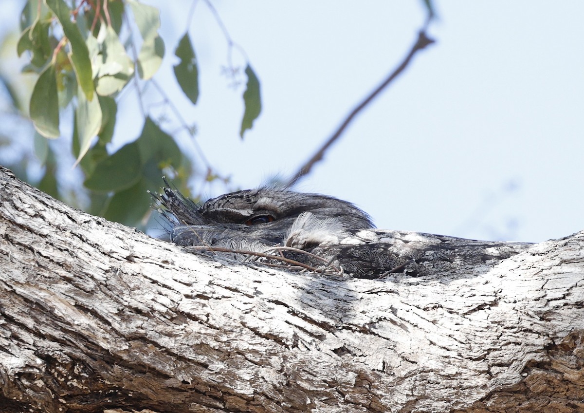 Tawny Frogmouth - ML624128350