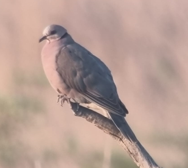 Red-eyed Dove - Duncan Wiseman