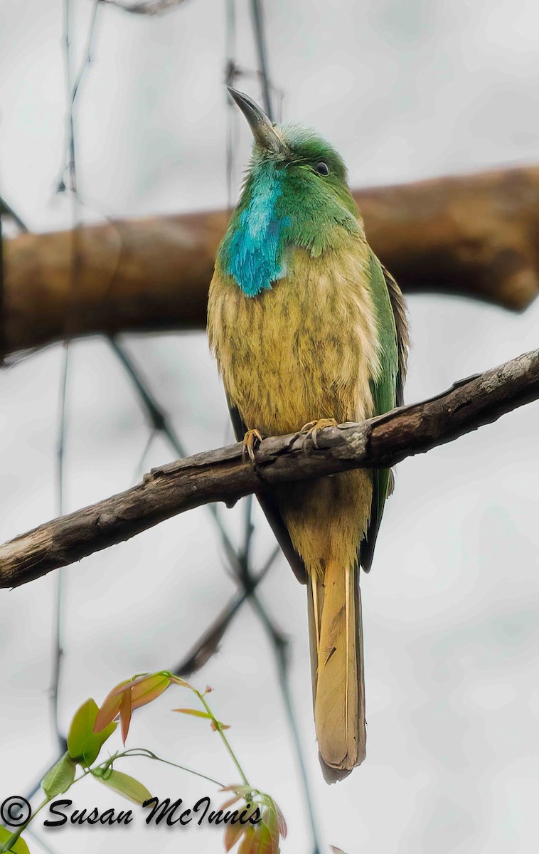 Blue-bearded Bee-eater - ML624128361