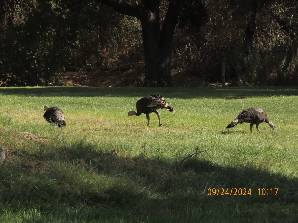 Wild Turkey - ML624128406