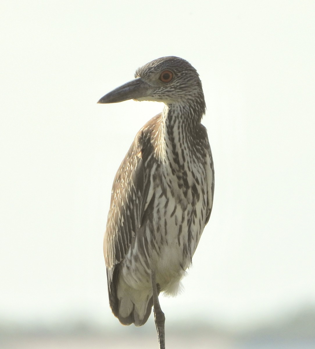 Yellow-crowned Night Heron - ML624128428