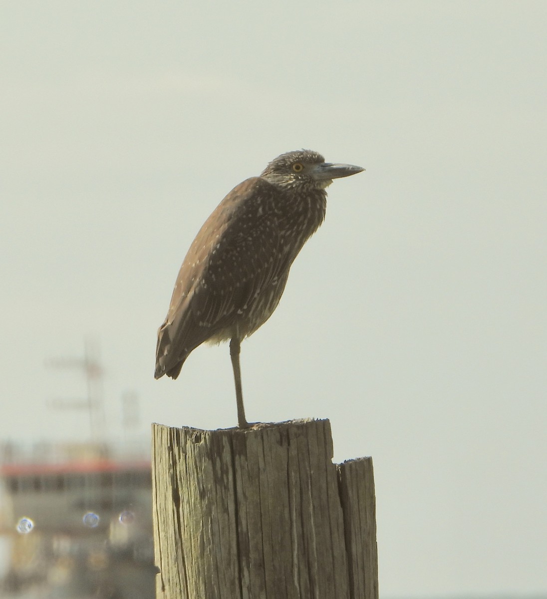 Yellow-crowned Night Heron - ML624128450