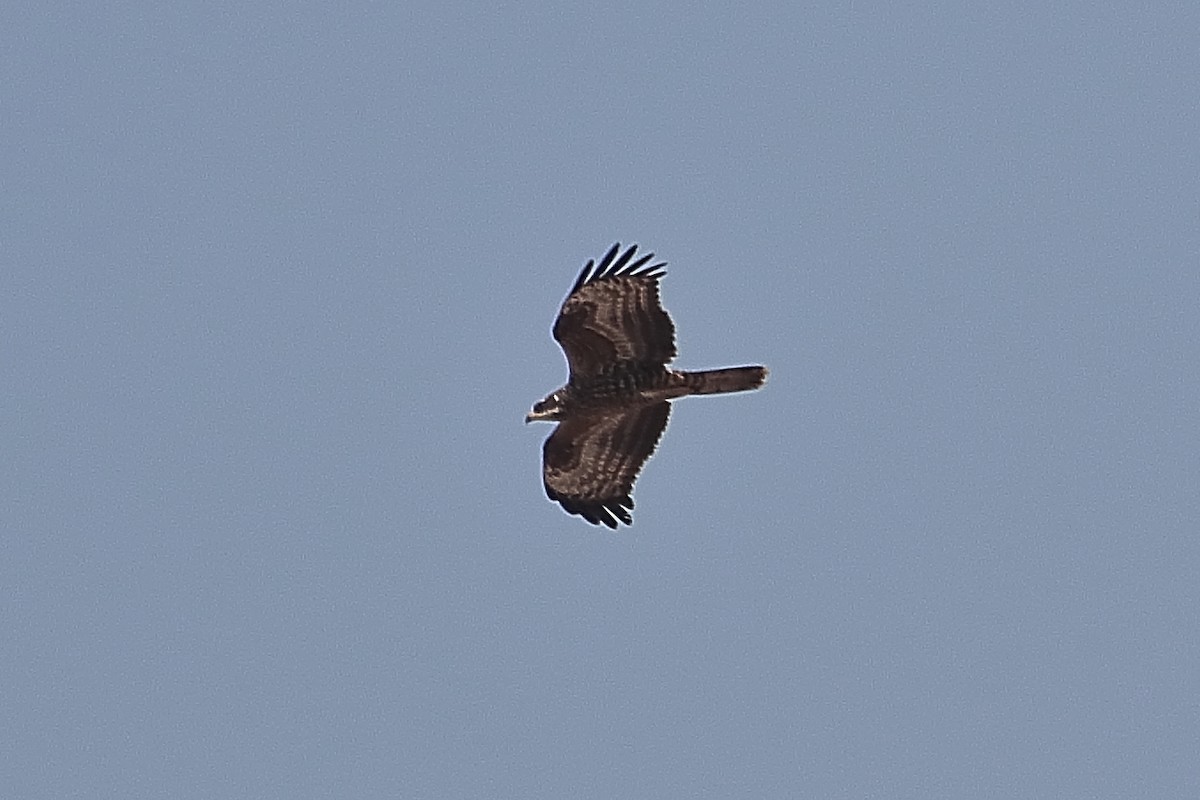 European Honey-buzzard - ML624128455