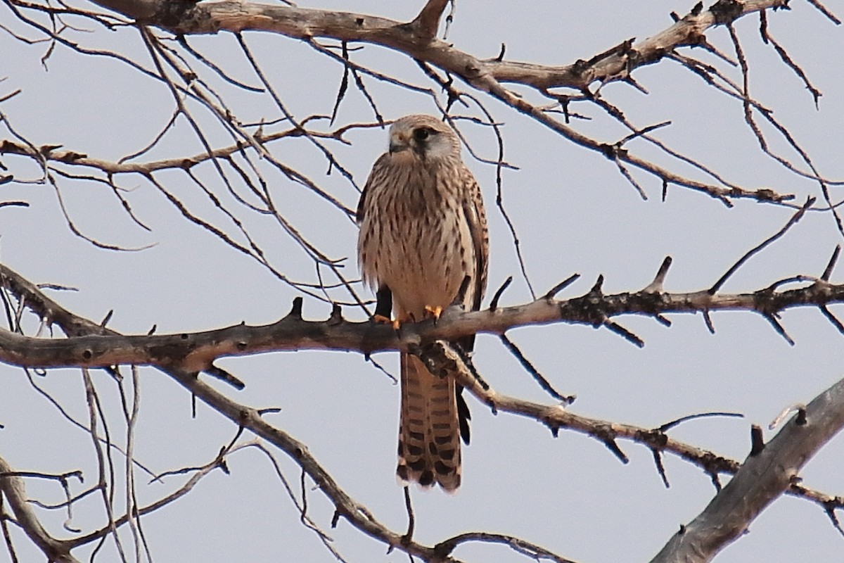 Eurasian Kestrel - ML624128459