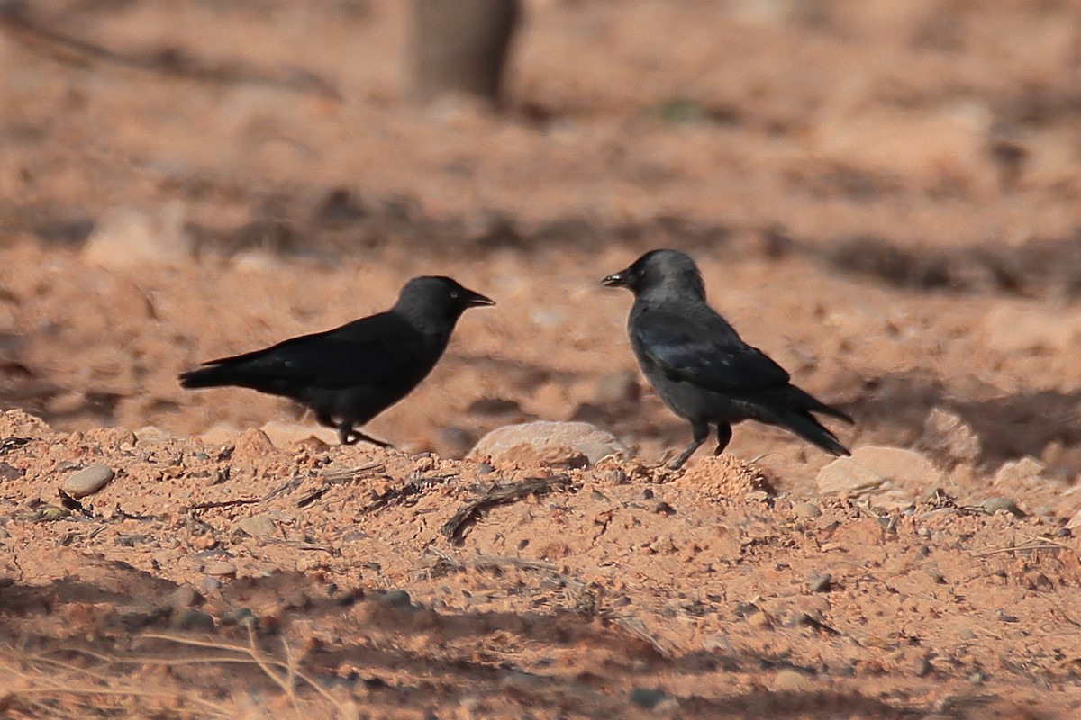 Eurasian Jackdaw - ML624128464